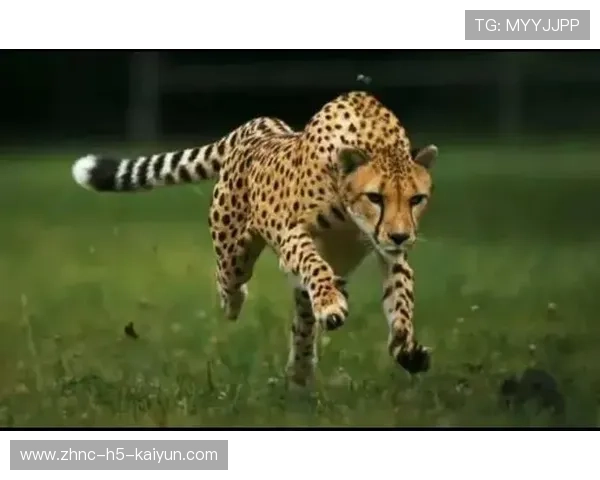 牙买加速度优势明显，反击爆发力极高